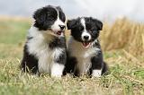 BORDER COLLIE 669